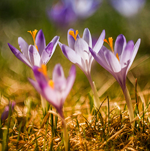 Four Flowers blooming